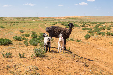 Sheep with lambs in the steppes of the semidesert