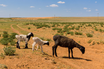 Obraz premium Sheep with lambs in the steppes of the semidesert