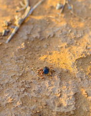Hyalomma tick from Ixodidae family close. A dangerous parasite and infection carrier mite sitting on ground.