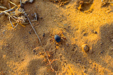 Hyalomma tick from Ixodidae family close. A dangerous parasite and infection carrier mite sitting on ground.