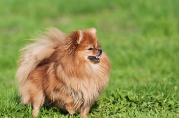 Cute Pomeranian spitz dog on a green grass