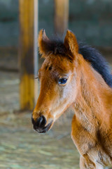 Young foal rests in stable