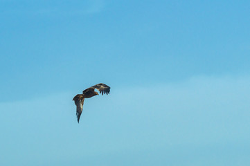 Steppe eagle or Aquila nipalensis in sky