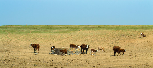 Cows on field