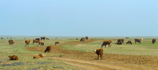 Fototapeta na wymiar Cows on field