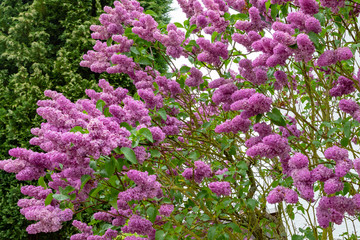 Obraz premium Purple blooming lilac in spring