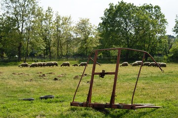 sheep and lambs in the meadow
