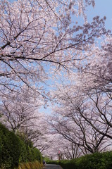 桜 -愛媛県西条市 市民の森にて-