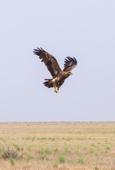 Steppe eagle or Aquila nipalensis in sky