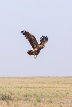 Steppe eagle or Aquila nipalensis in sky