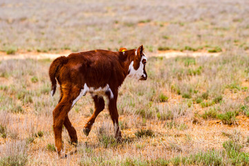 Pretty little calf in green pasture
