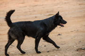 Thai dog in relax time