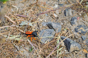 Ladybird spider or Black Eresus kollari close
