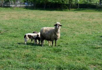 sheep and lambs in the meadow
