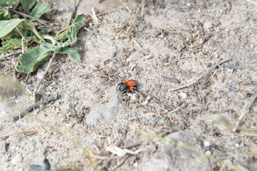 Ladybird spider or Black Eresus kollari close