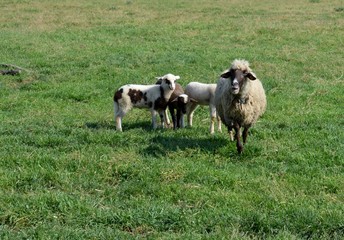 sheep and lambs in the meadow
