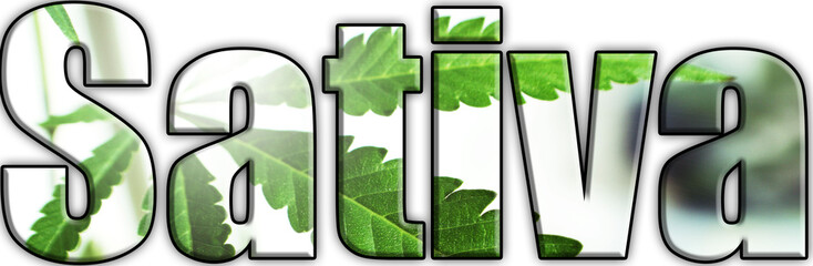 Sativa Logo With Marijuana Leaves Inside Lettering With White Background