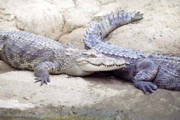 Crocodile couple on coast river for mating.