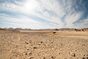 Desert landscape