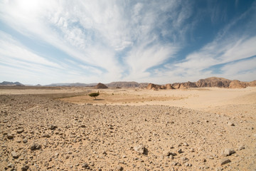 Desert landscape