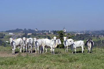 Nelore cattle in green pasture