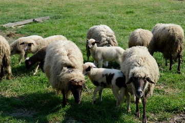 sheep and lambs in the meadow
