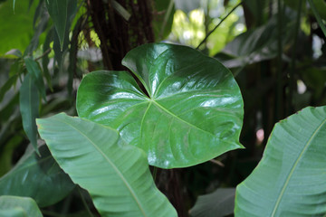 Thick juicy leaf of a large green plant
