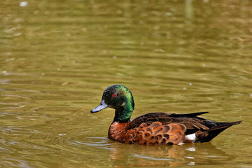 sarcelle rousse d'Australie