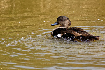 sarcelle rousse d'Australie femelle