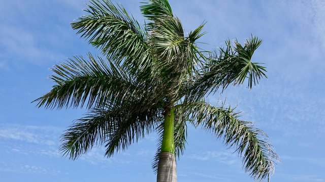 Palme, Kokuspalme, K&ouml;nigspalme