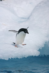 Lone adelie penguin heads to the sea from an iceberg - 204771328