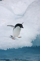 Rolgordijnen Lone adelie penguin heads to the sea from an iceberg © willtu