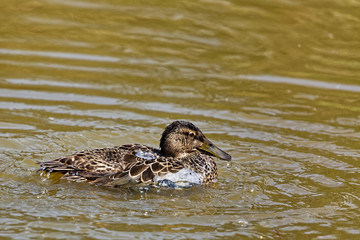 sarcelle rousse d'Australie femelle