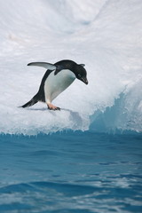 Adelie penguin readies to jump into ocean - 204771376