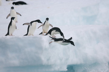 Adelie penguins jump from and iceberg - obrazy, fototapety, plakaty