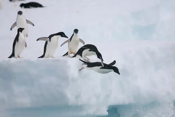 Fotobehang Adéliepinguïns springen van en ijsberg © willtu