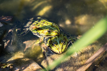 Two frogs