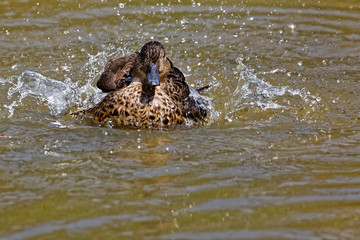 Fototapeta premium sarcelle rousse d'Australie femelle