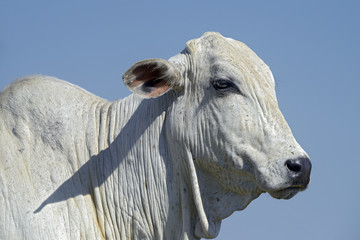 Head of Nelore cattle