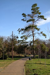 Fototapeta premium Picture of a footpath in the park.