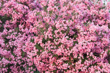 Obraz premium Beautiful pink oleander flowers are blooming on the tree. Flower pattern.