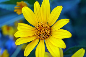 Fototapeta premium Yellow natural