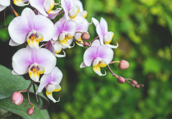 Fototapeta na wymiar White pink orchid blossom closed up shot