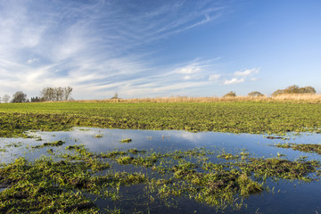 Puddle on a green field
