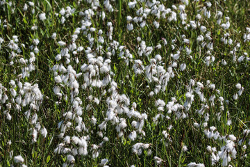Fototapeta premium Close up of hare's tail cottongrass or tussock cottongrass (Eriophorum vaginatum) in wetland, blooming in spring