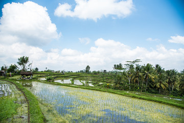 Rice Field