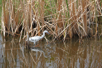 Crane hunting