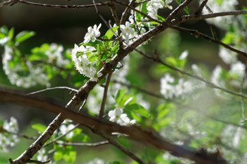 Blooming cherry tree in spring season, freshness feeling