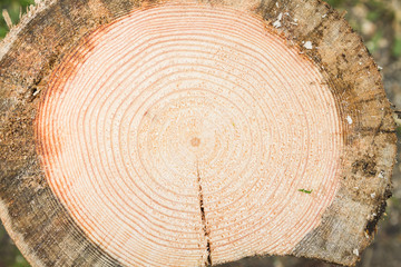 Smooth cut of sawn round wooden log