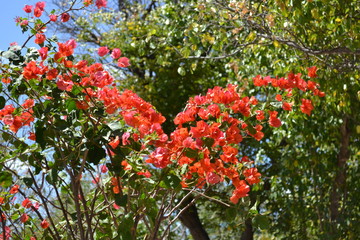 Flores do quintal